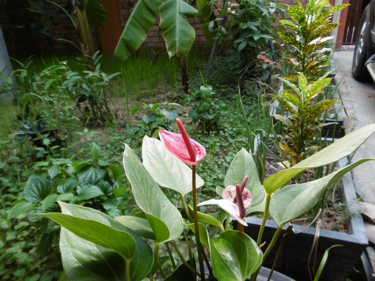 Andre Boutique Villa Siem Reap Zewnętrze zdjęcie
